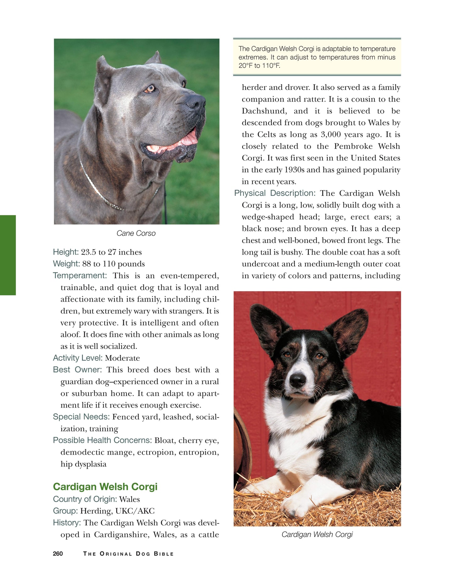 Original Dog Bible, 2nd Edition