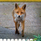 Kids' Backyard Safari: Red Foxes