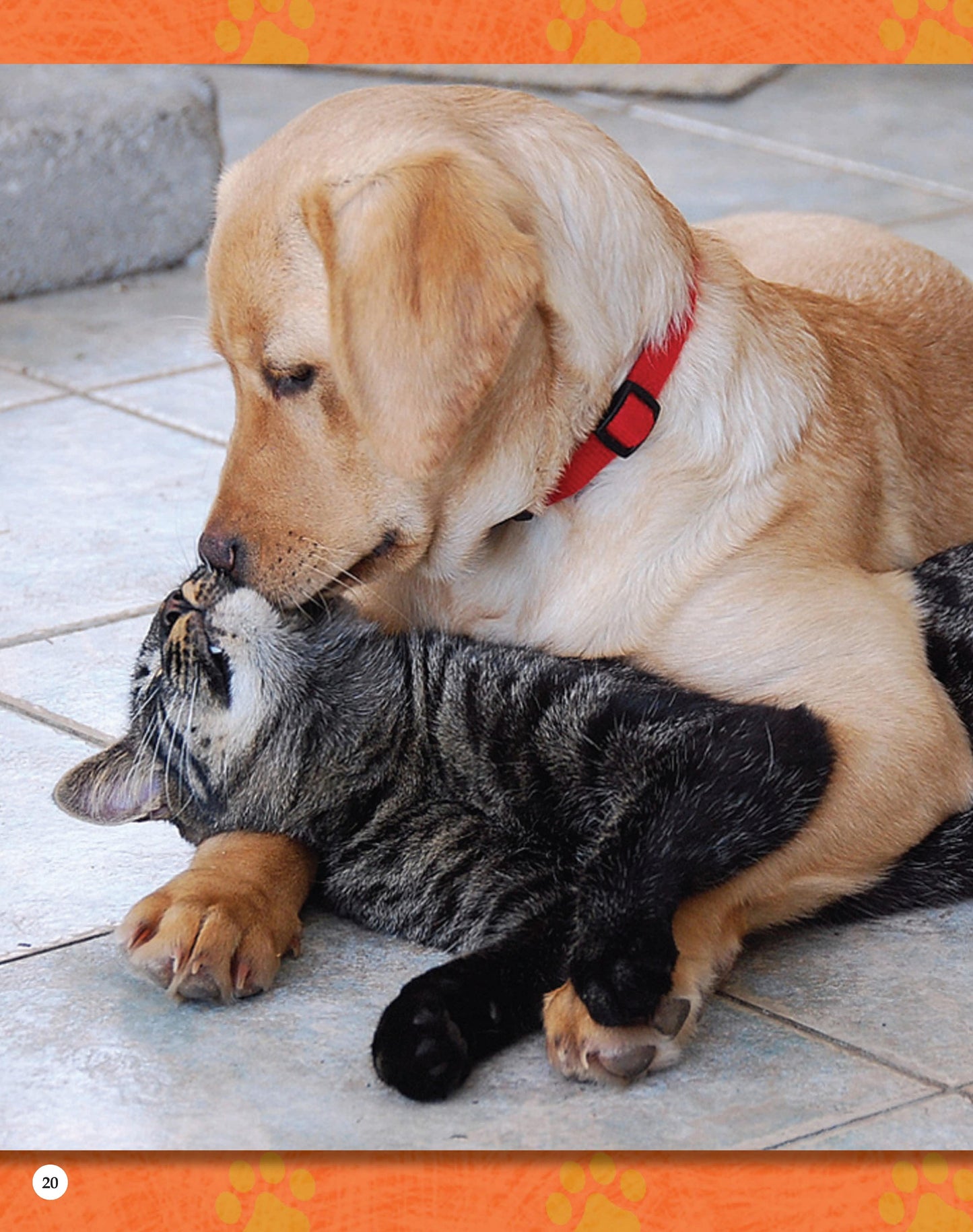 If Animals Could Talk: Cats - Fox Chapel Publishing Co.