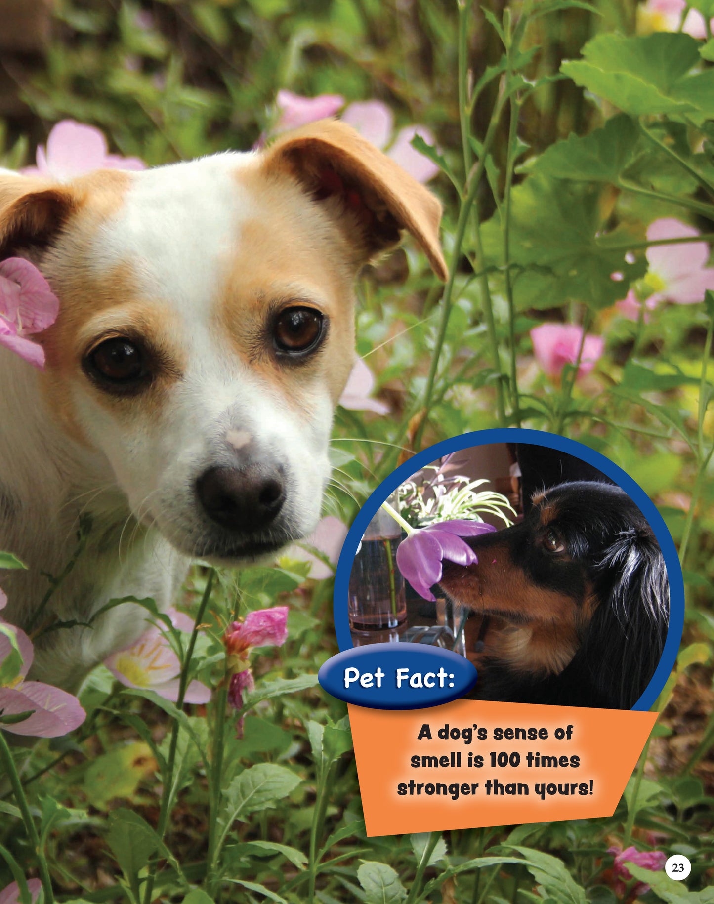 If Animals Could Talk: Dogs