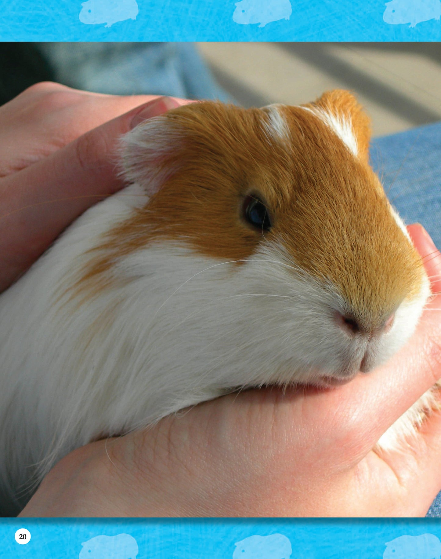 If Animals Could Talk: Guinea Pigs