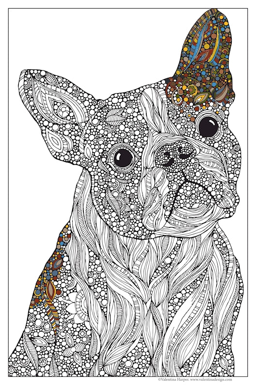 Buddy the Boston Terrier Dog, 24x36 Coloring Poster - Fox Chapel Publishing Co.