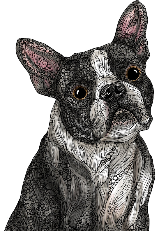Buddy the Boston Terrier Dog, 24x36 Coloring Poster - Fox Chapel Publishing Co.