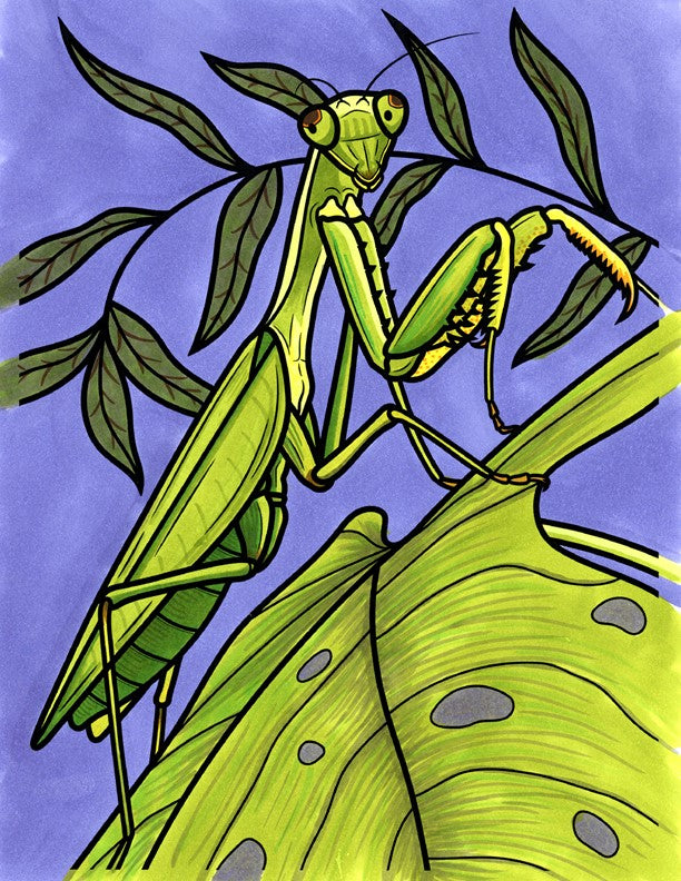 Manny the Praying Mantis 18x24 Coloring Poster - Fox Chapel Publishing Co.