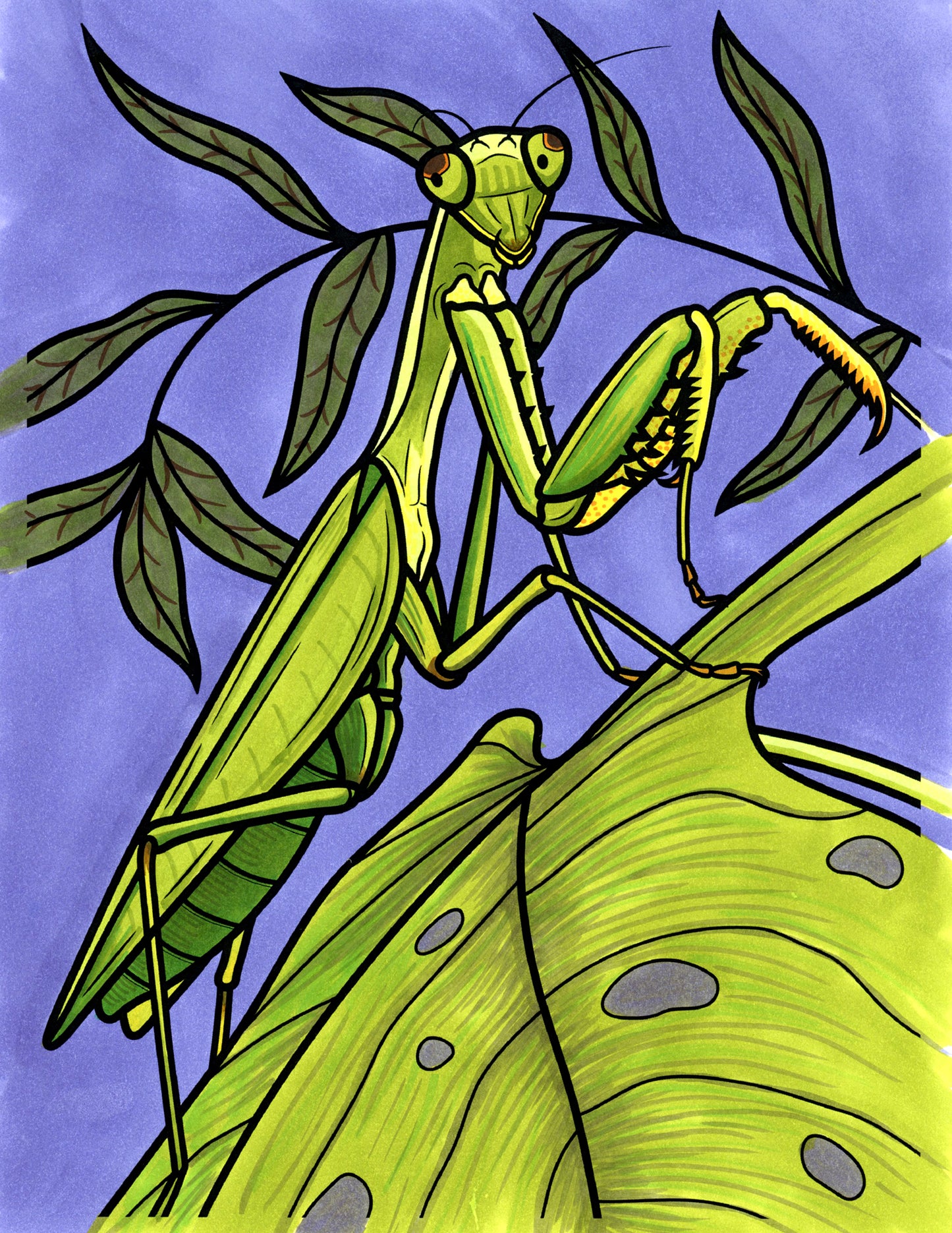 Manny the Praying Mantis Coloring Poster