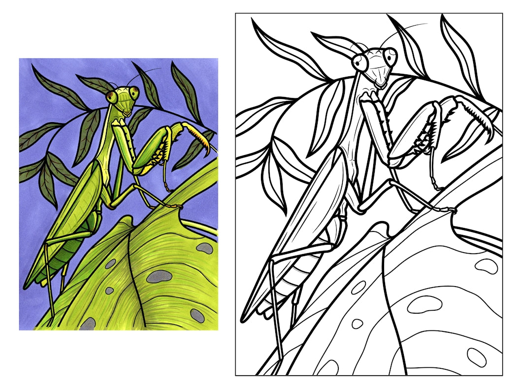 Manny the Praying Mantis Coloring Poster