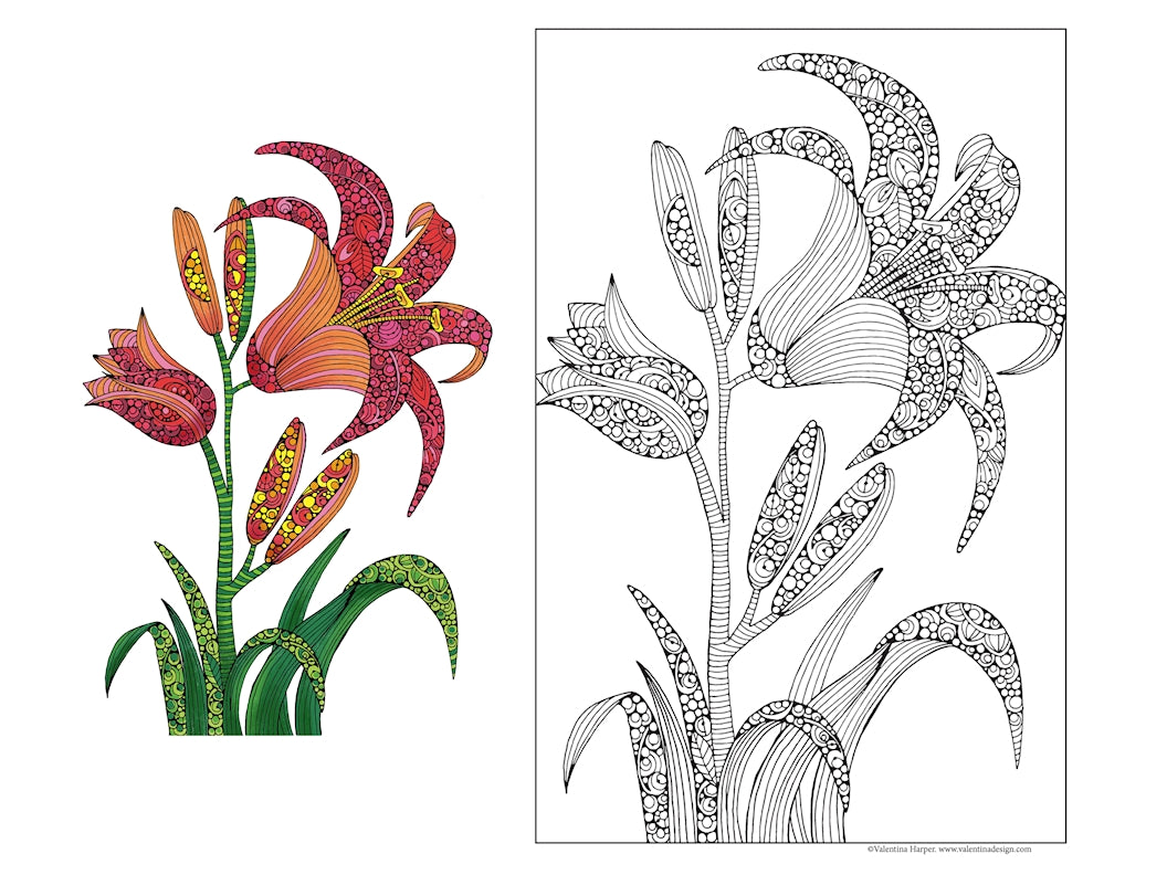 Lily, Gentle Bloom 24x36 Coloring Poster