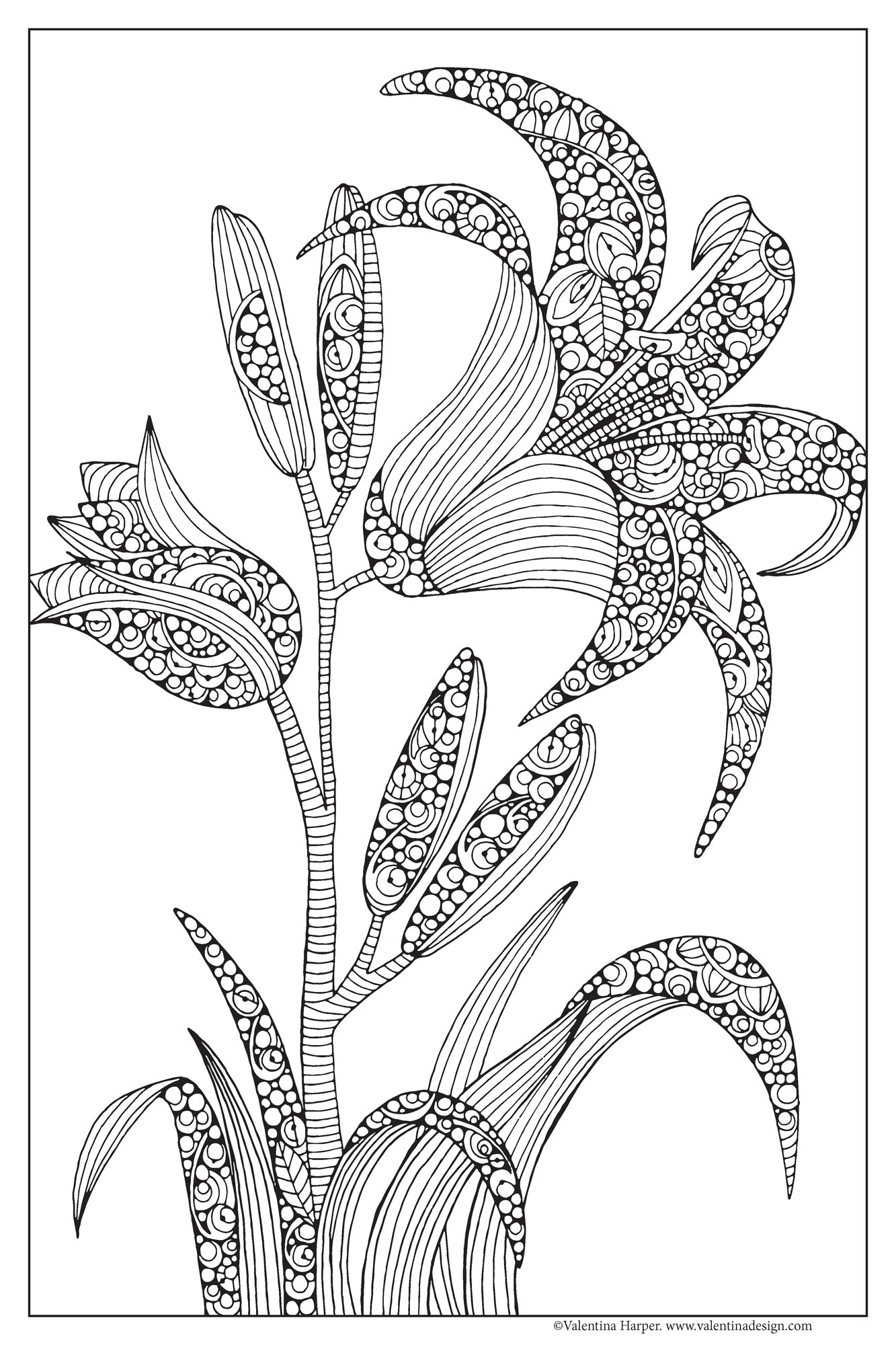 Set of 3, 24x36 Coloring Posters: Lily, Sunflower & Dahlila – 25% Savings When Purchased as a Set - Fox Chapel Publishing Co.