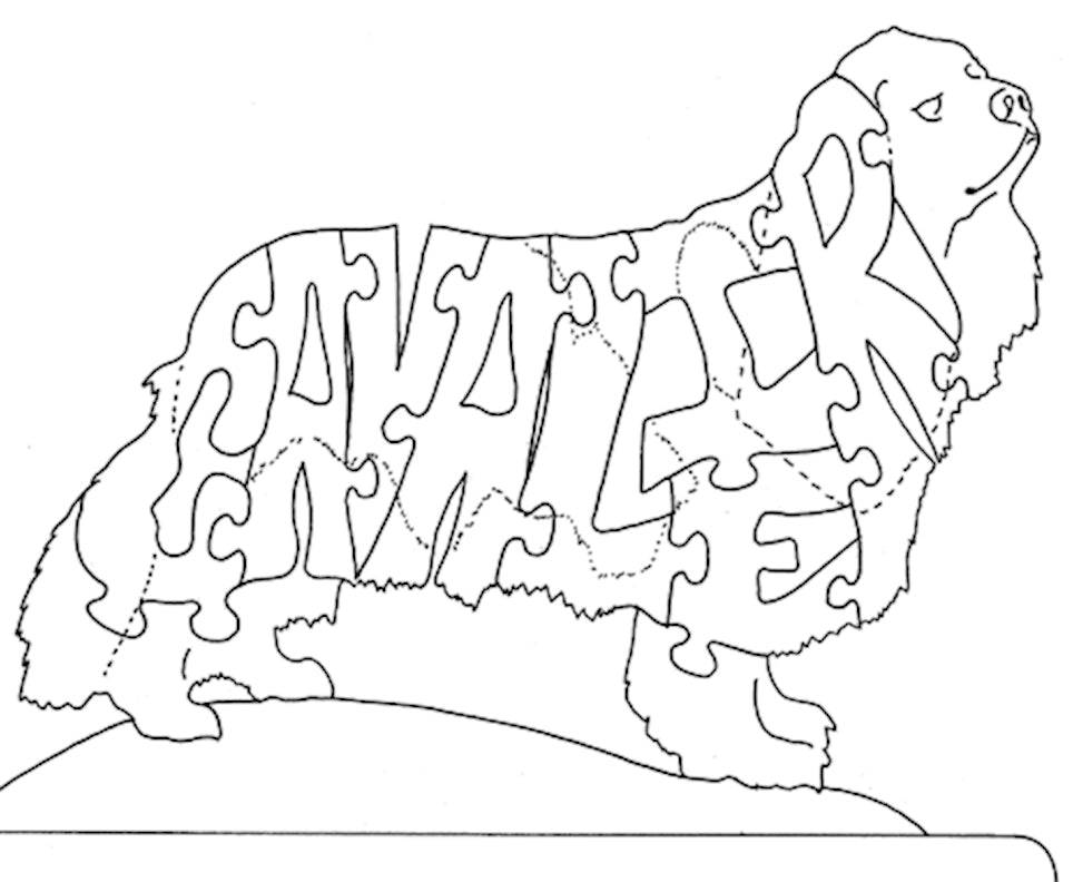 Cavalier King Charles-Cavalier