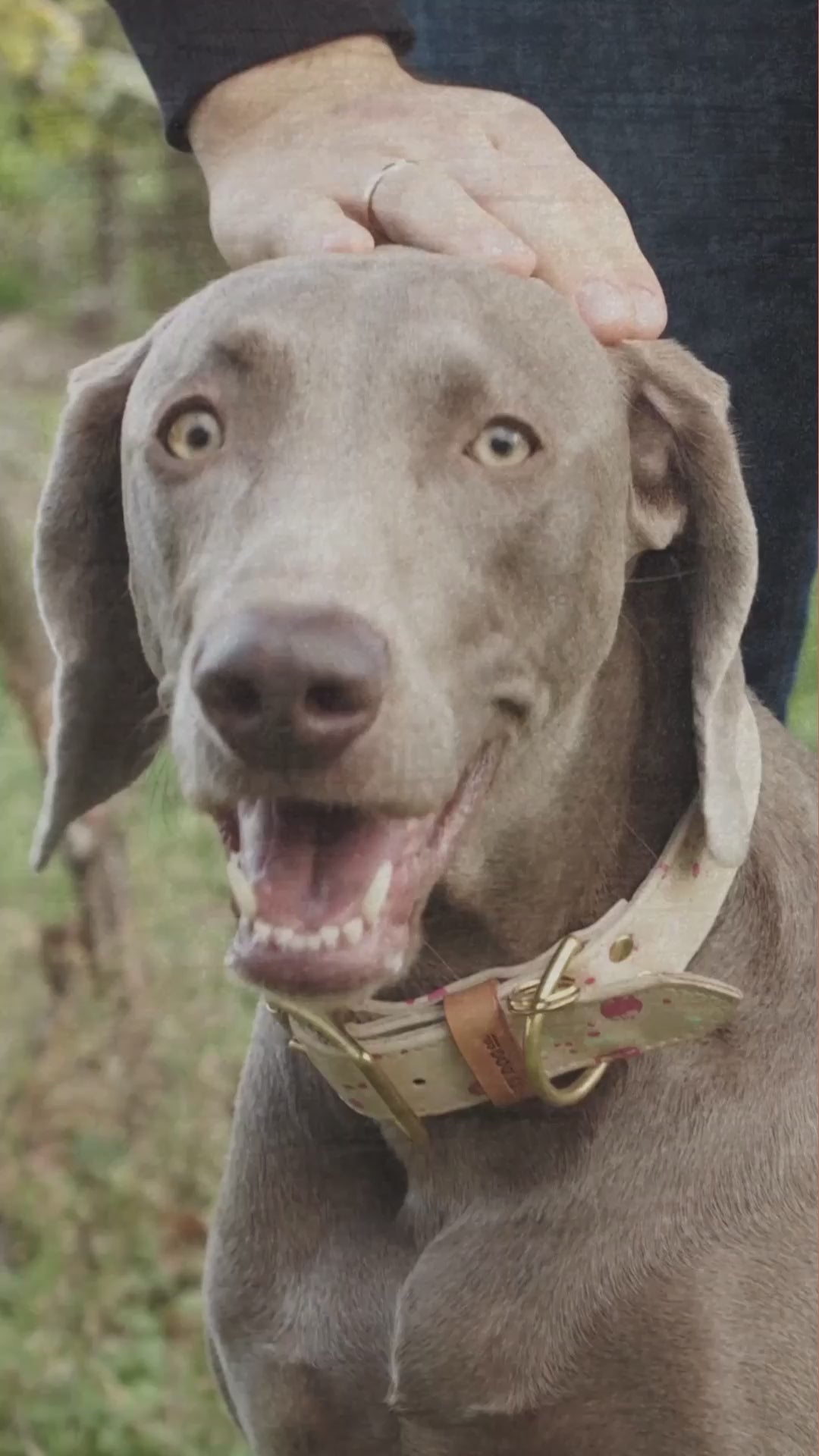 Dog Training Aggressive Dog Rescue 6+ Thousand Dog Attack Training