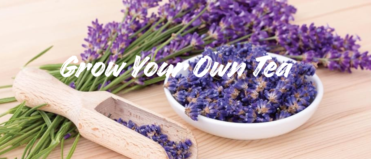 Grow Your Own Tea