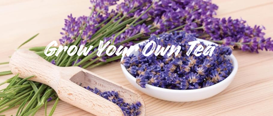 Grow Your Own Tea