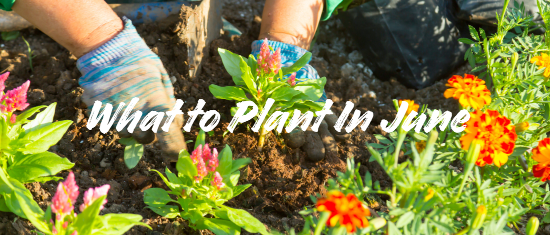 What You Should Plant In June