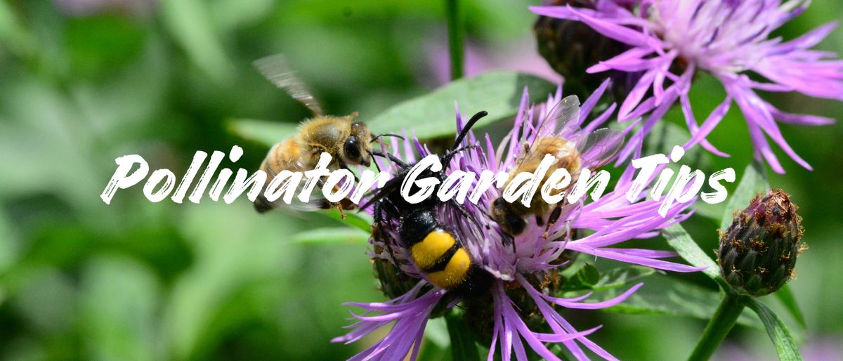 Easy Pollinator-Friendly Garden Tips for a Yard Full of Life