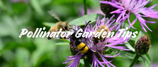 Easy Pollinator-Friendly Garden Tips for a Yard Full of Life
