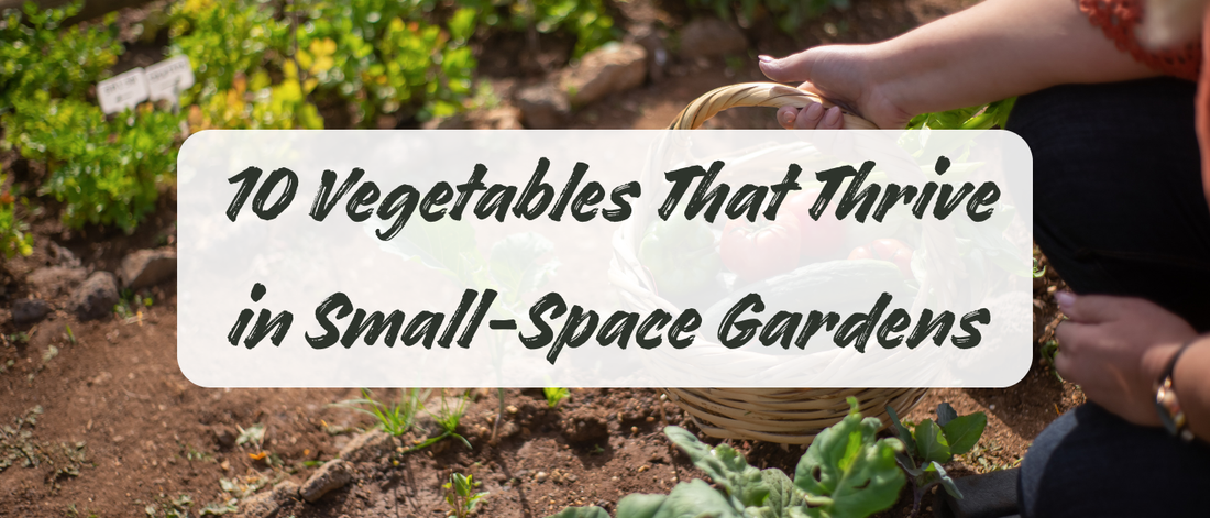 10 Vegetables That Thrive in Small Space Gardens