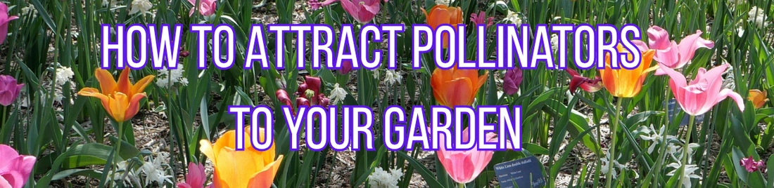 How to Attract Bees and Other Pollinators to Your Garden