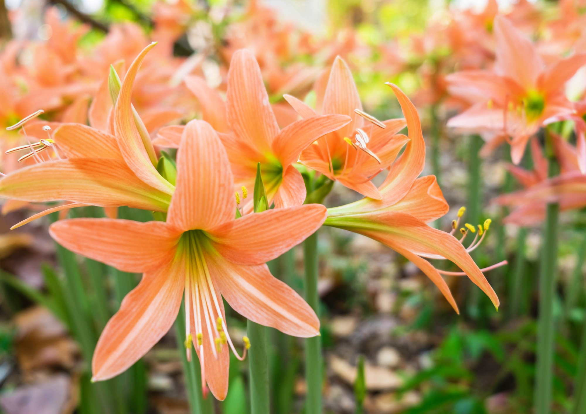 Garden Year-Round: Home Gardener’s Perennials & Bulbs Guide