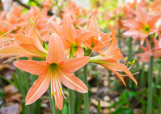 Garden Year-Round: Home Gardener’s Perennials & Bulbs Guide