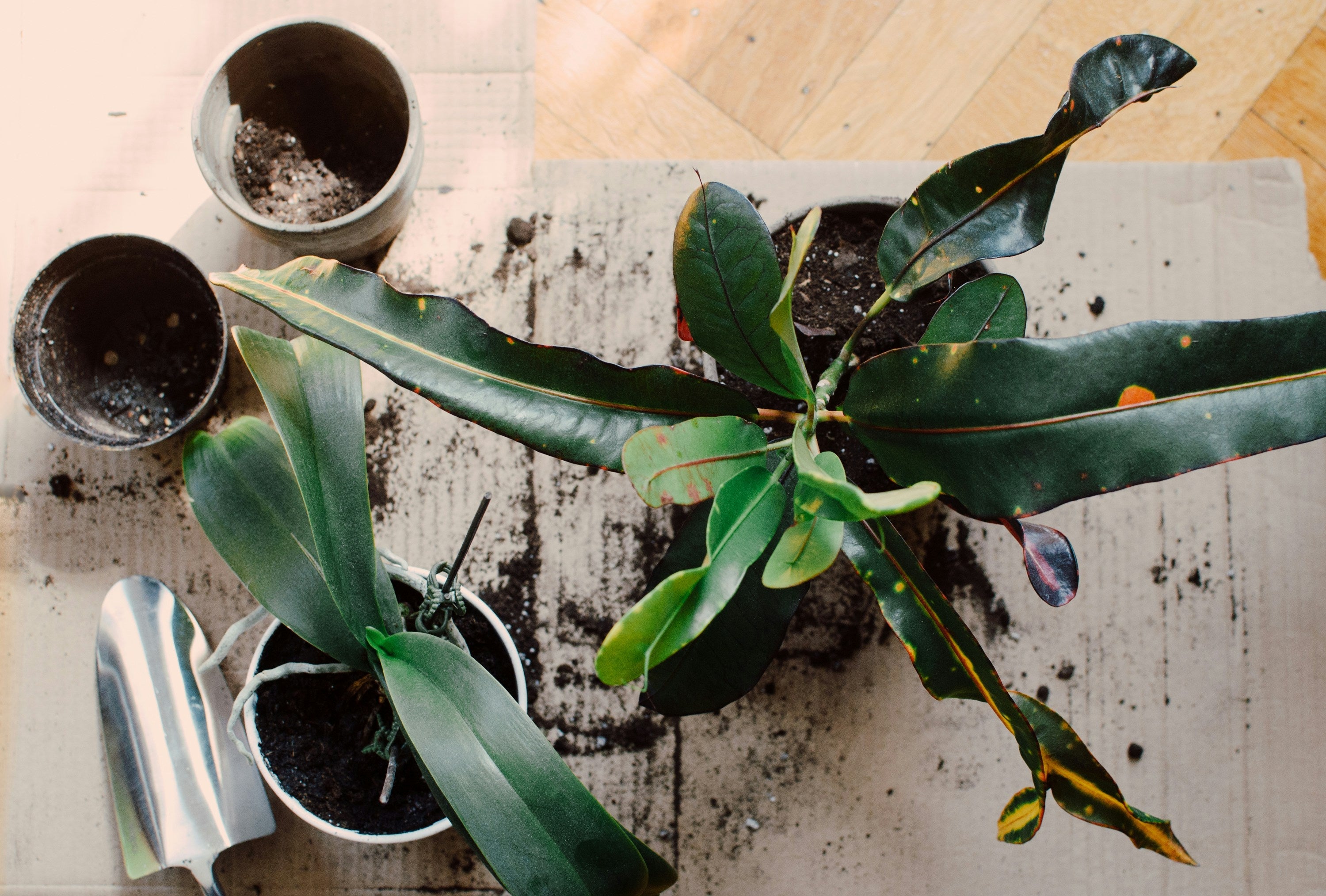 Grow Green Indoors: Beginner’s Houseplant Garden by Jade Murray