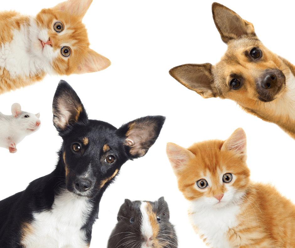 Sizzling Summer Sale - Pets