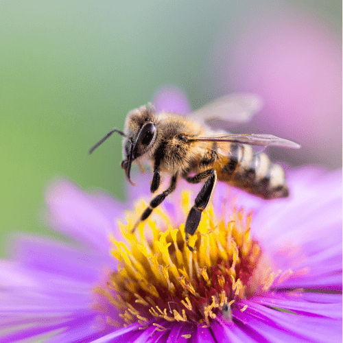 Pollinators Week