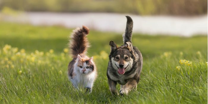 Pets