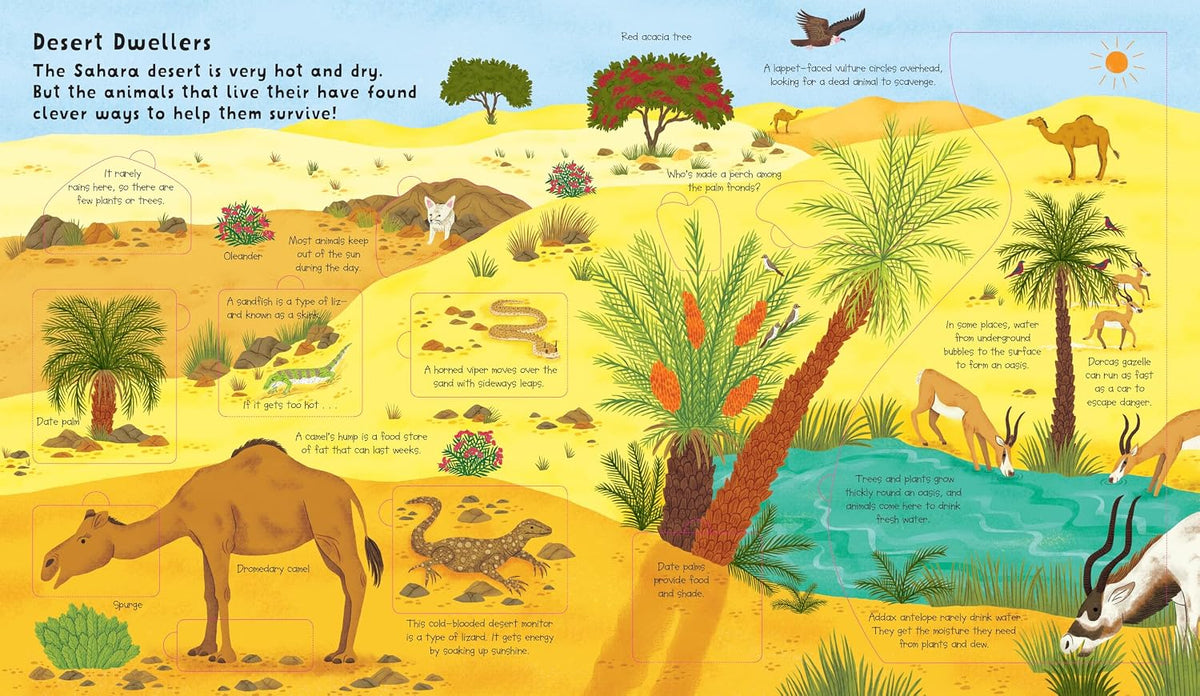 Lift the Flap: Discovery! Animals