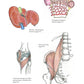 Complete Anatomy Coloring Book, Newly Revised and Updated Edition