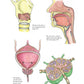 Complete Anatomy Coloring Book, Newly Revised and Updated Edition