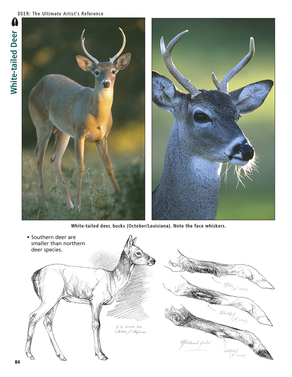 Deer Reference Image Deer: The Ultimate Artist's Reference – Fox Chapel Publishing Co.