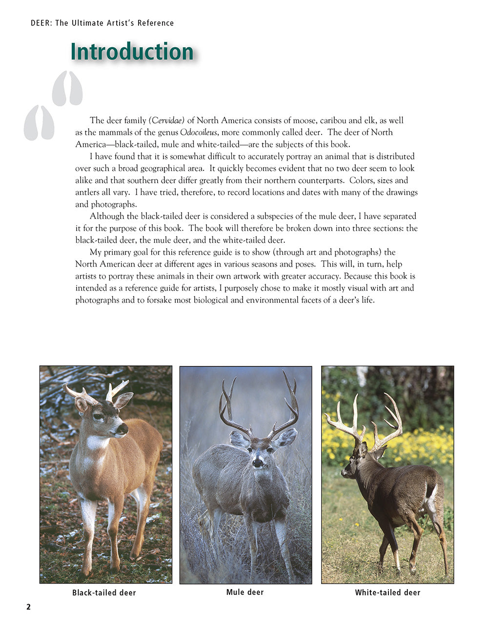 Deer Reference Image Deer: The Ultimate Artist's Reference