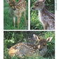 Deer: The Ultimate Artist's Reference