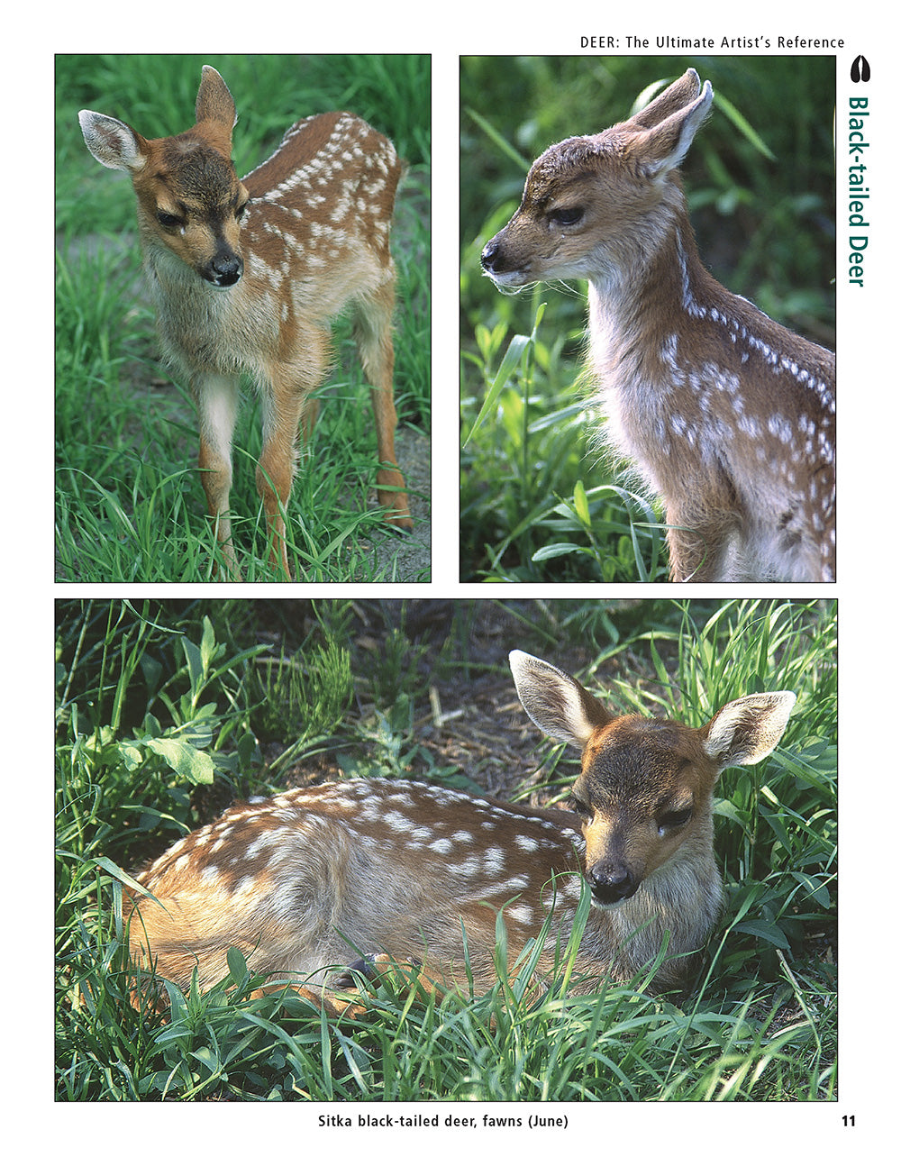 Deer Reference Image Deer: The Ultimate Artist's Reference