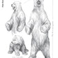 Bear: The Ultimate Artist's Reference