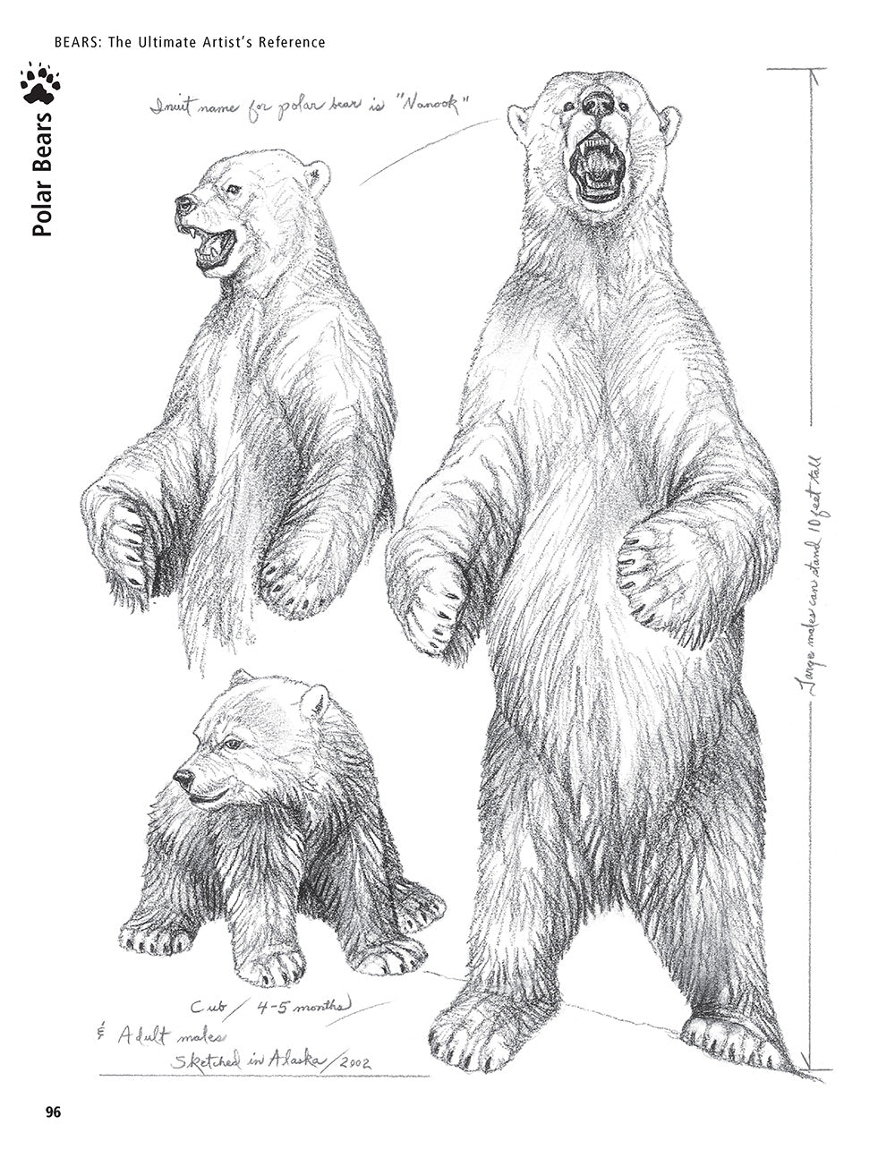 Bear Hand Reference Bear: The Ultimate Artist's Reference