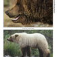 Bear: The Ultimate Artist's Reference