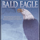 Illustrated Bald Eagle