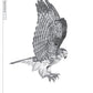 Illustrated Birds of Prey: Red-Tailed Hawk, American Kestral, & Peregrine Falcon