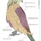 Illustrated Birds of Prey: Red-Tailed Hawk, American Kestral, & Peregrine Falcon