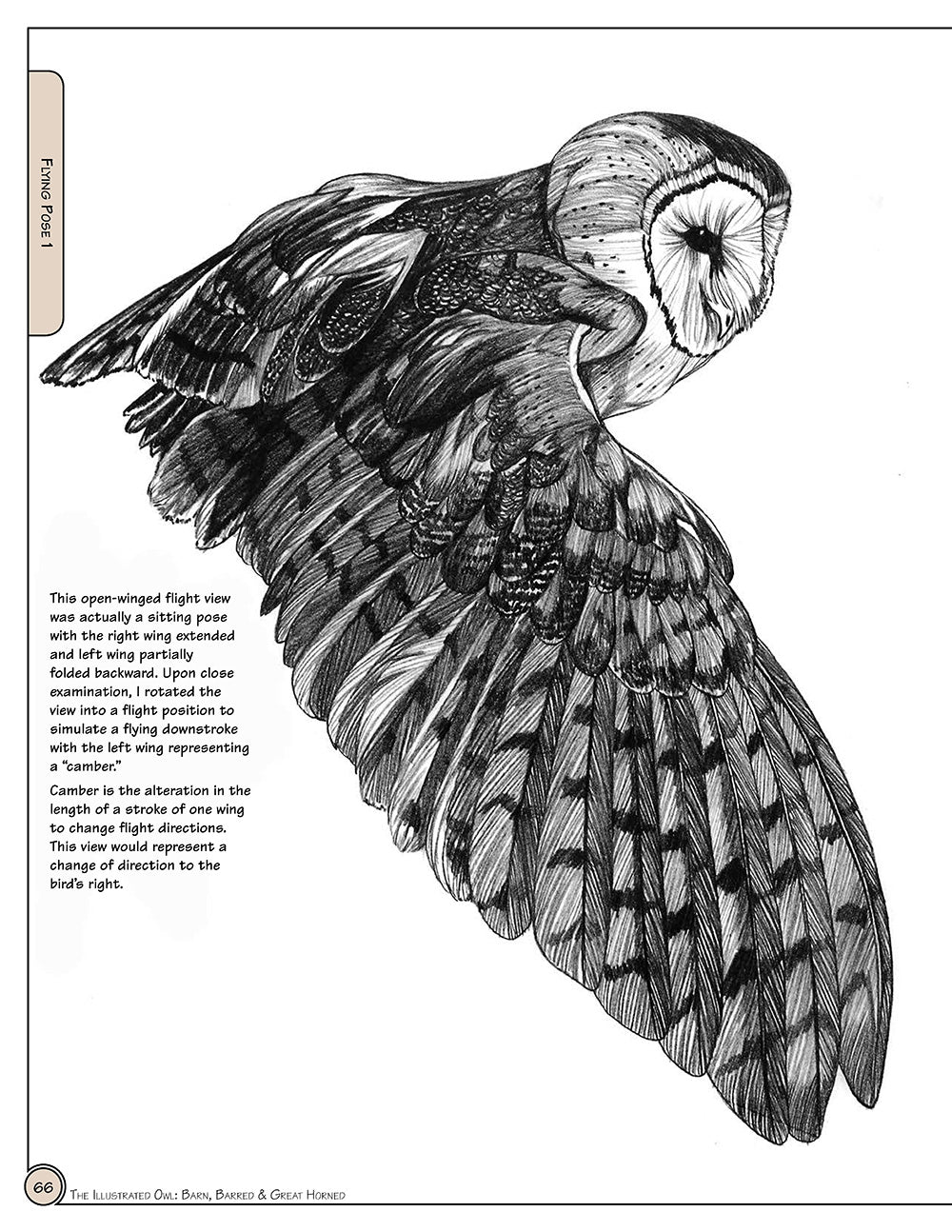 Illustrated Owl: Barn, Barred & Great Horned