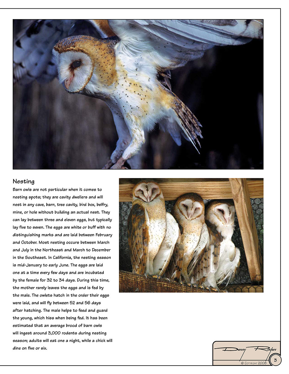 Illustrated Owl: Barn, Barred & Great Horned