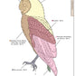 Illustrated Owl: Barn, Barred & Great Horned