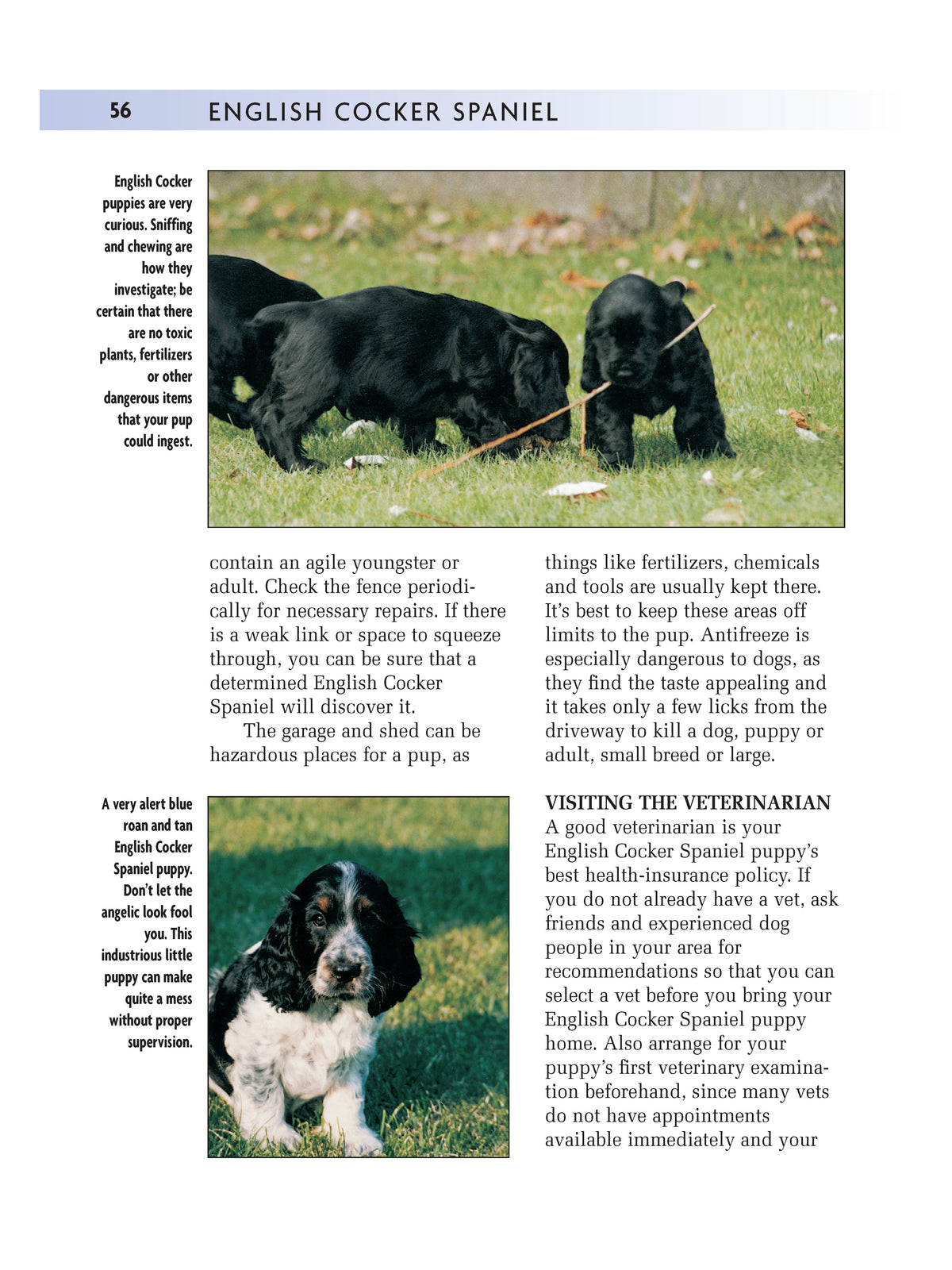 English Cocker Spaniel