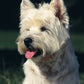 West Highland White Terrier