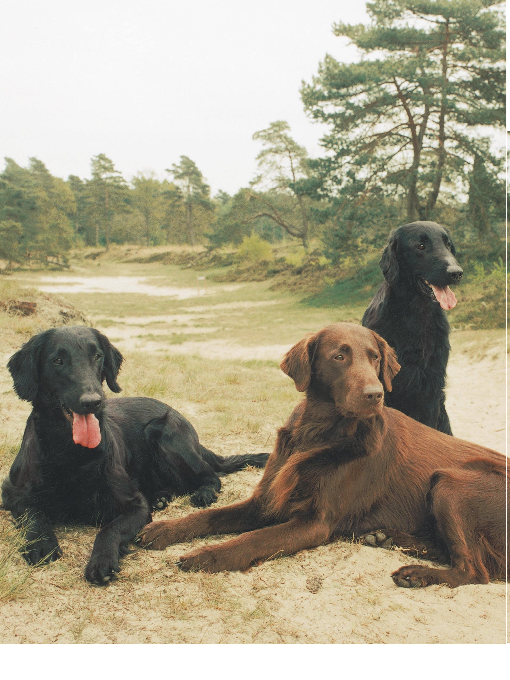 Flat-Coated Retriever - Fox Chapel Publishing Co.