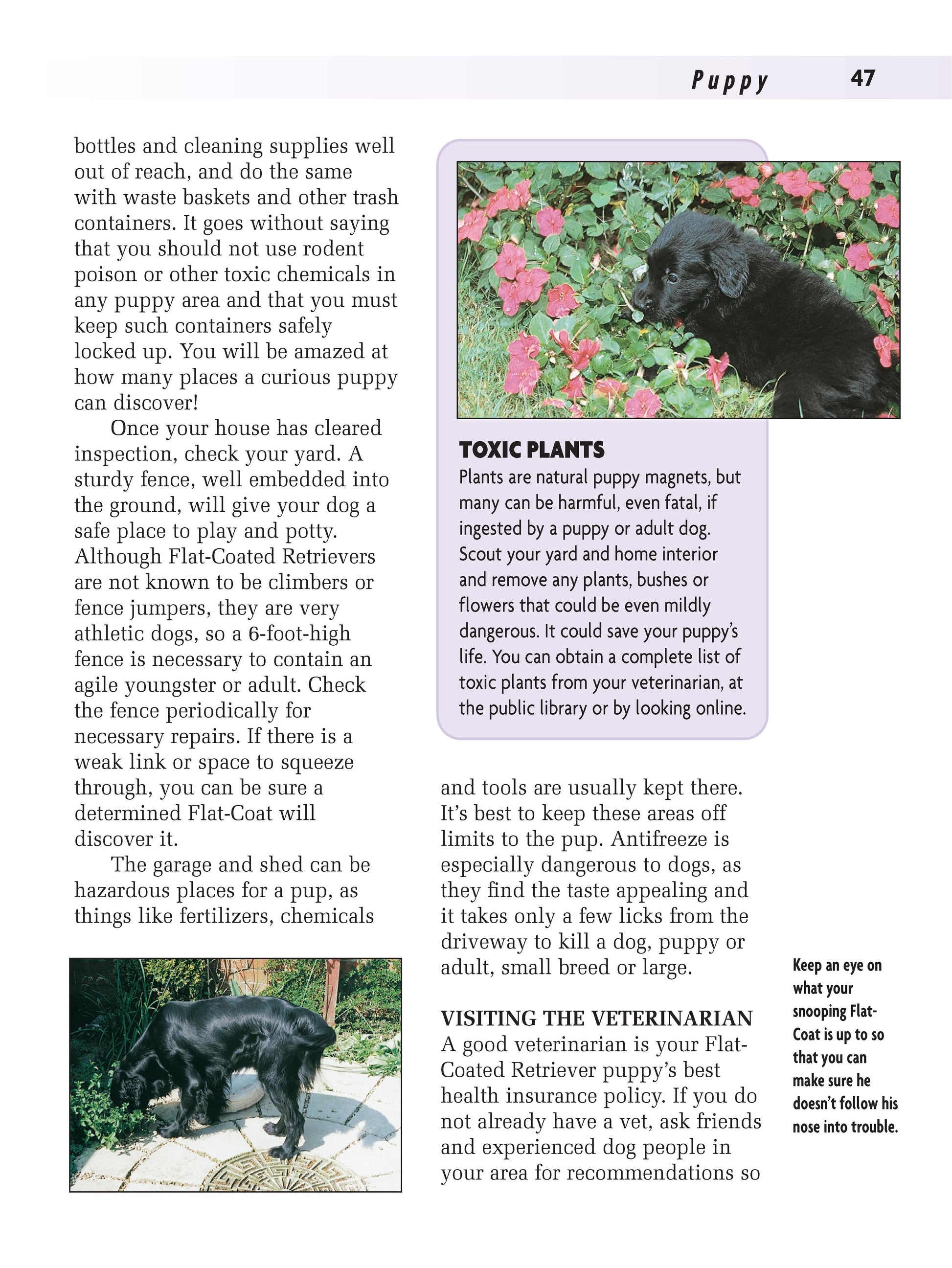 Flat-Coated Retriever - Fox Chapel Publishing Co.