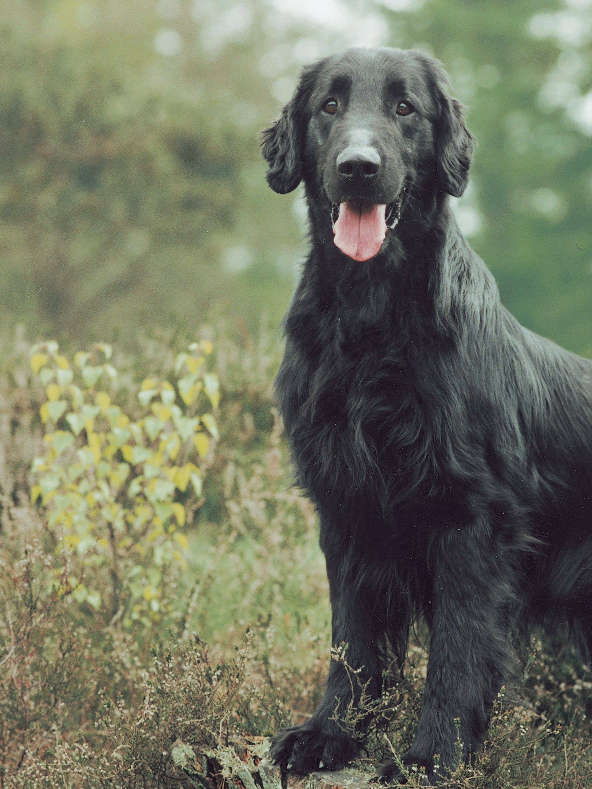 Flat-Coated Retriever - Fox Chapel Publishing Co.