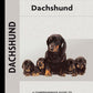 Dachshund