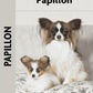 Papillon